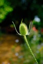 Dipsacus fullonum or Common teasel Royalty Free Stock Photo